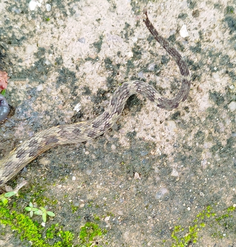 Yarará Lancehead