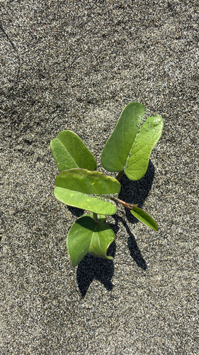 Beach Morning Glory