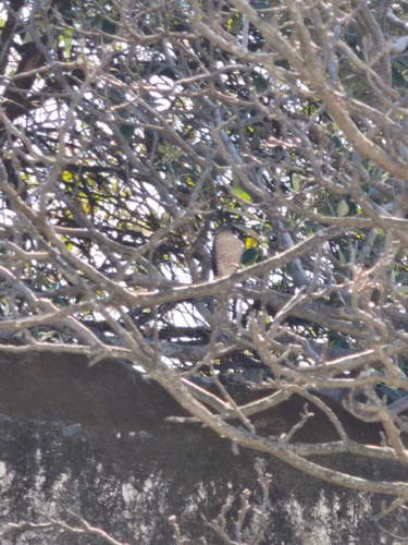 Sharp-shinned Hawk