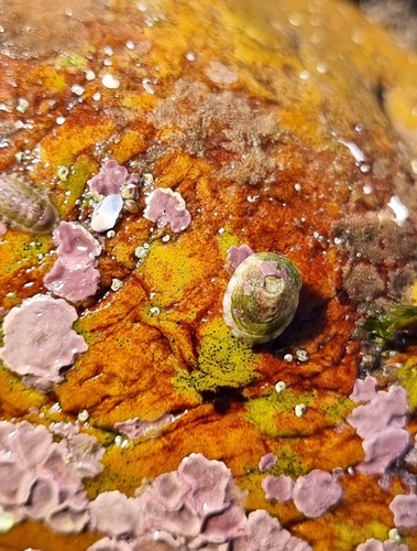 Tectura virginea