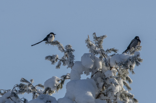 Eurasian Magpie