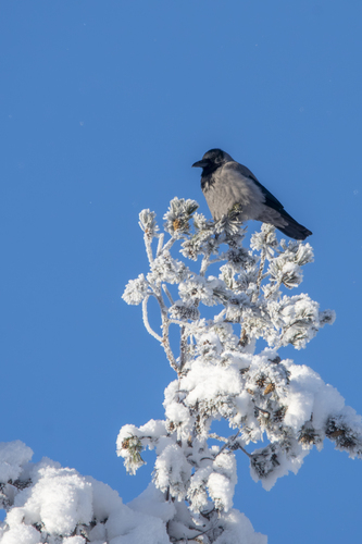 Hooded Crow