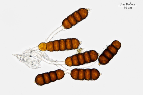 Phragmidium violaceum