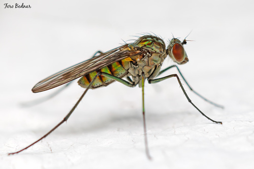 Liancalus virens