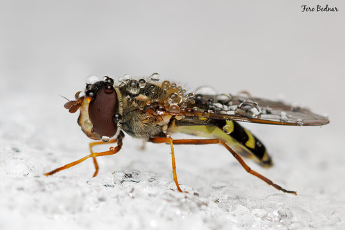 Lapposyrphus lapponicus