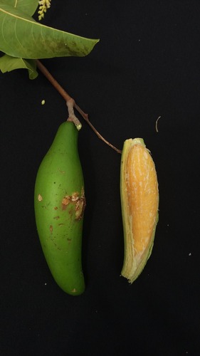Moquilea longipetala