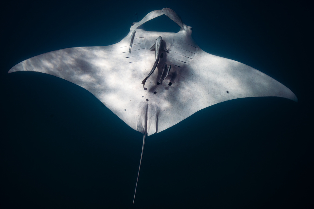 Manta ray