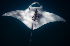 Reef Manta Ray