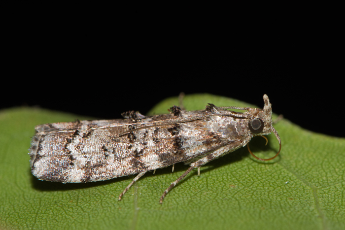 Conifer Coneworm Moths from 41000 Jarabacoa, Dominican Republic on ...