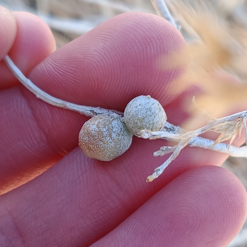 Unknown species found near High Desert, Albuquerque, NM, USA