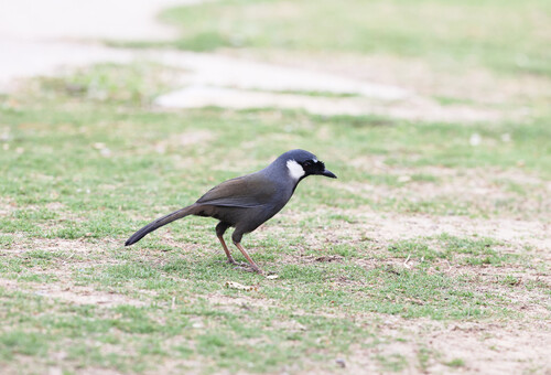 Black-throated Laughingthrush