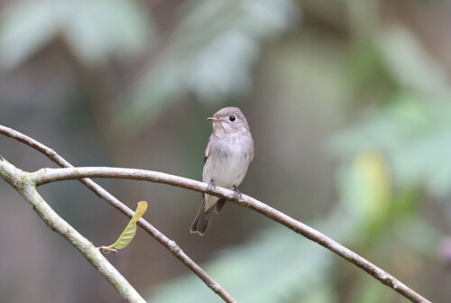 Asian Brown Flycatcher