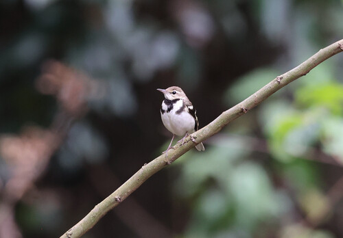 Forest Wagtail