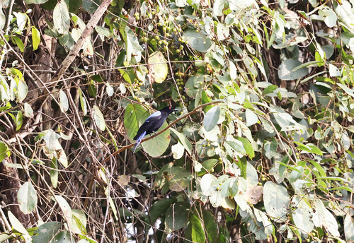 Asian Fairy-bluebird