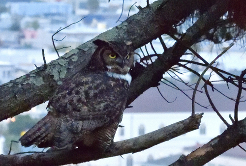 View observation of {o.common_name} on iNaturalist