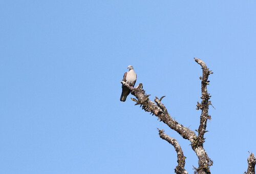 Mountain Imperial Pigeon
