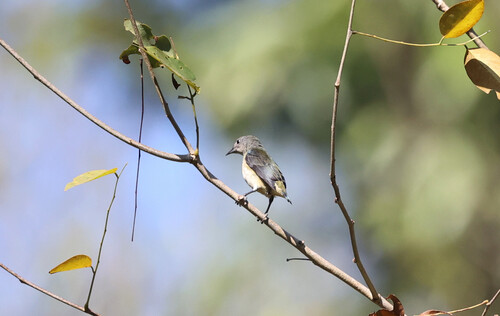 Fire-breasted Flowerpecker
