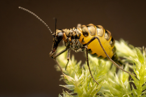 Boreus reductus