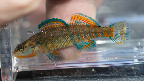 Rainbow Darter