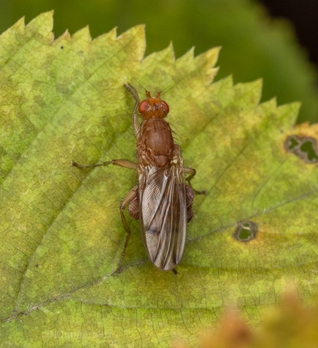 Unknown species found near Ingleside, IL 60041, USA