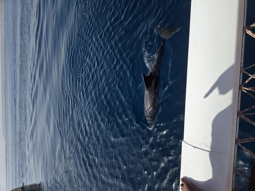 Tursiops aduncus