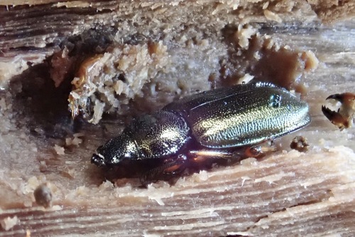 Platycerus sugitai