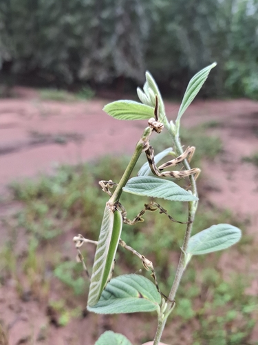 Zoolea major