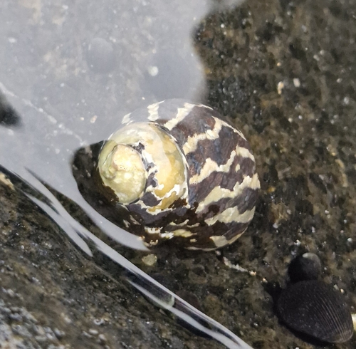 Austrocochlea porcata