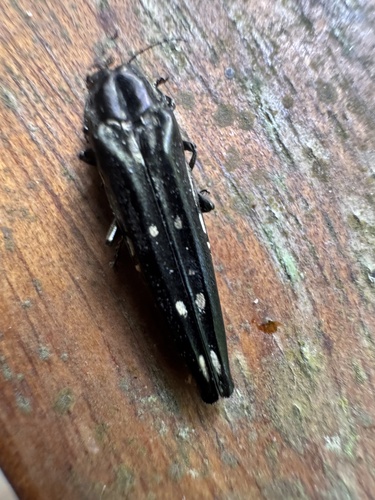 Agrilus guttifer