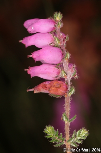 Dorset Heath