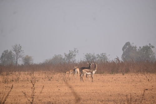 Blackbuck