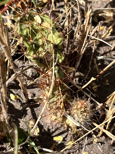Engelmann Prickly Pear Complex