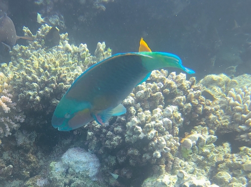 Chlorurus sordidus