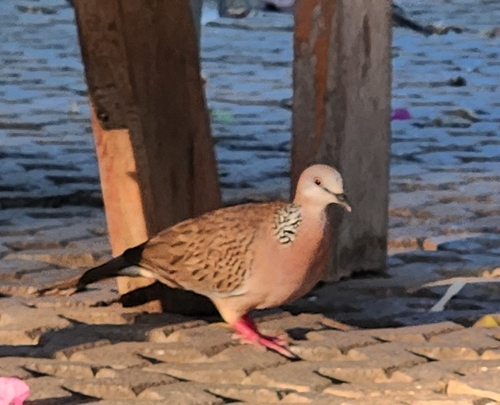 Spotted Dove