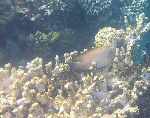 Ctenochaetus striatus