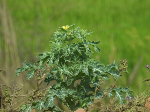 Mexican prickly poppy