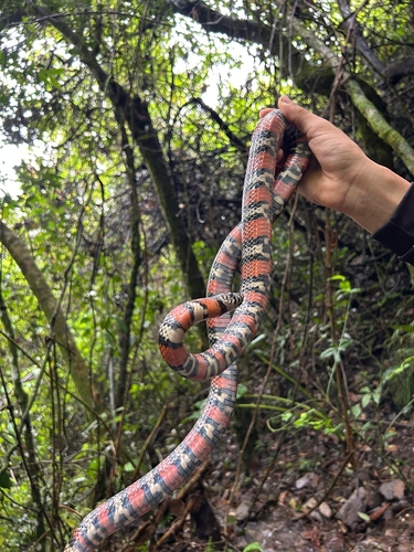 South American Milksnake