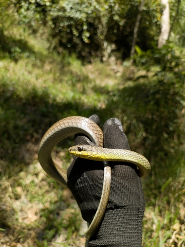 Boddaert's Tropical Racer