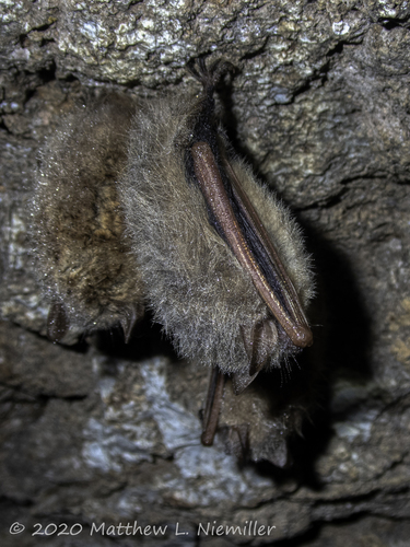 Tricolored Bat