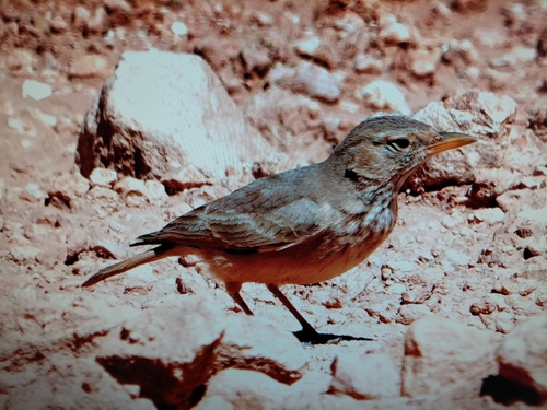 Desert Lark