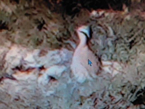 Cream-coloured Courser