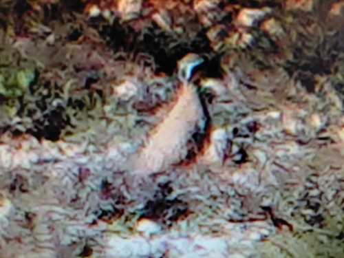 Cream-coloured Courser