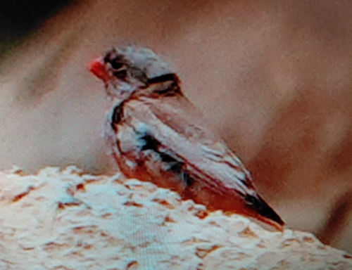 Trumpeter Finch