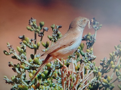 African Desert Warbler