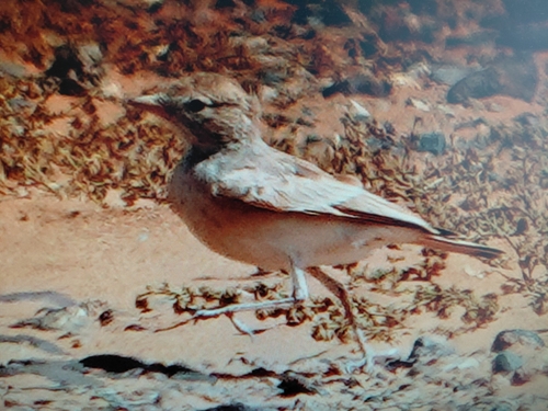 Desert Lark