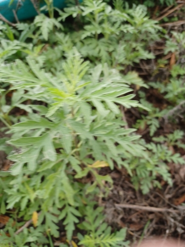 iNaturalist observation photo of western ragweed