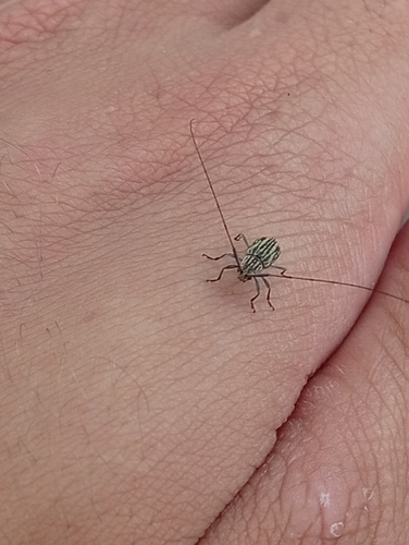 Nyssodrysilla vittata