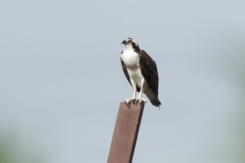 iNaturalist observation photo of Osprey