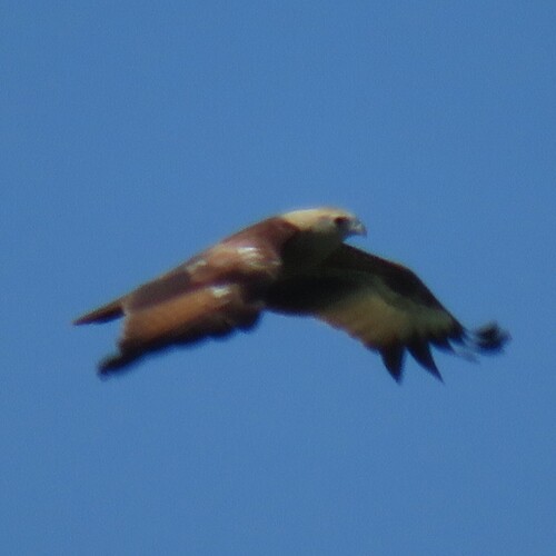 Brahminy Kite