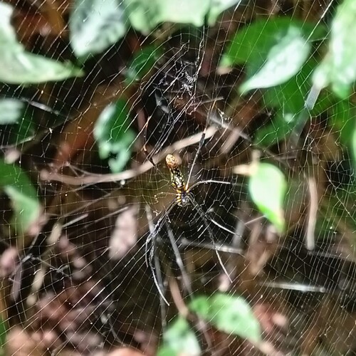Giant Golden Orbweaver